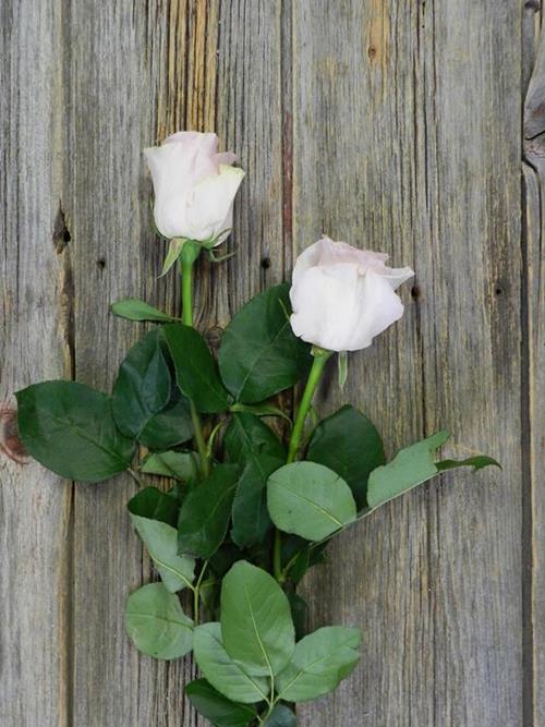 TITANIC  PINK ROSES